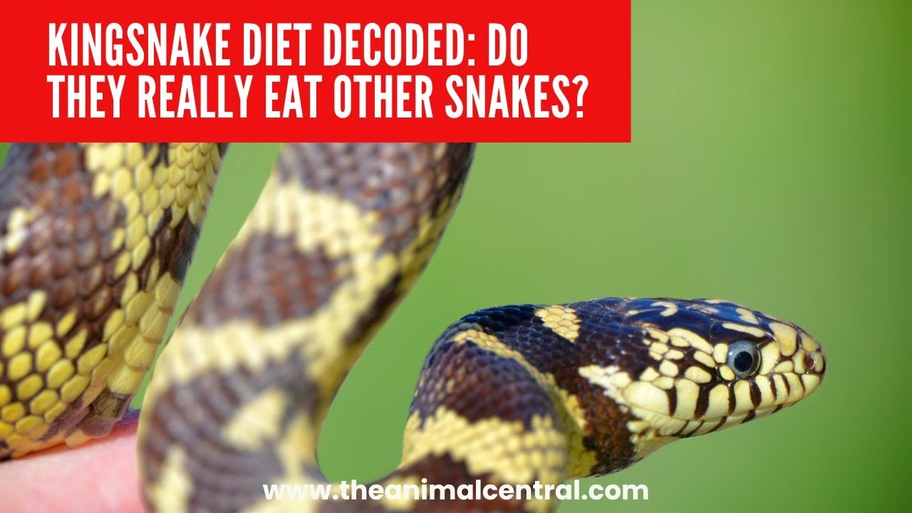 Picture of Kingsnake Diet Decoded: Do They Really Eat Other Snakes? - YouTube