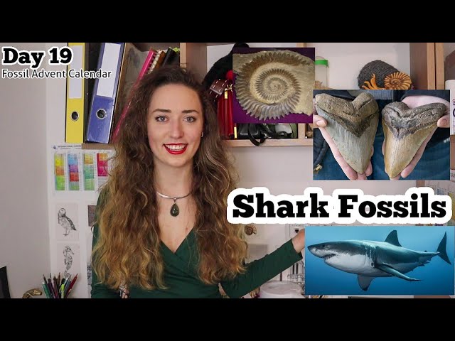 SHARK FOSSILS - Day 19 Fossil Advent Calendar - YouTube