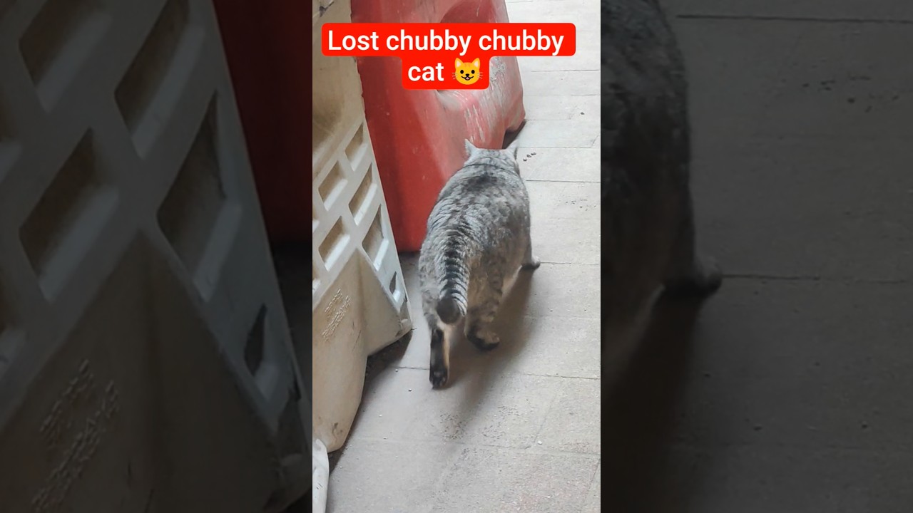Lost chubby chubby cat 😺 