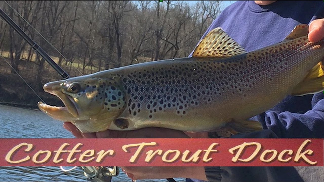 Arkansas White River Trout Fishing Report February 22, 2017 YouTube