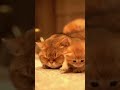 Big Cat: I'm not sleeping, I'm just serving as a "Fur Slide"... Resigned to my fate.#cat