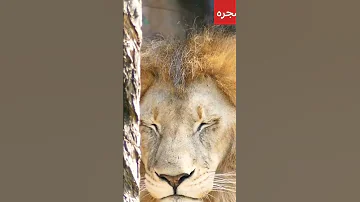 أسد خجول ينظر إلى حبيبته اللبوه من خلف الشجره 