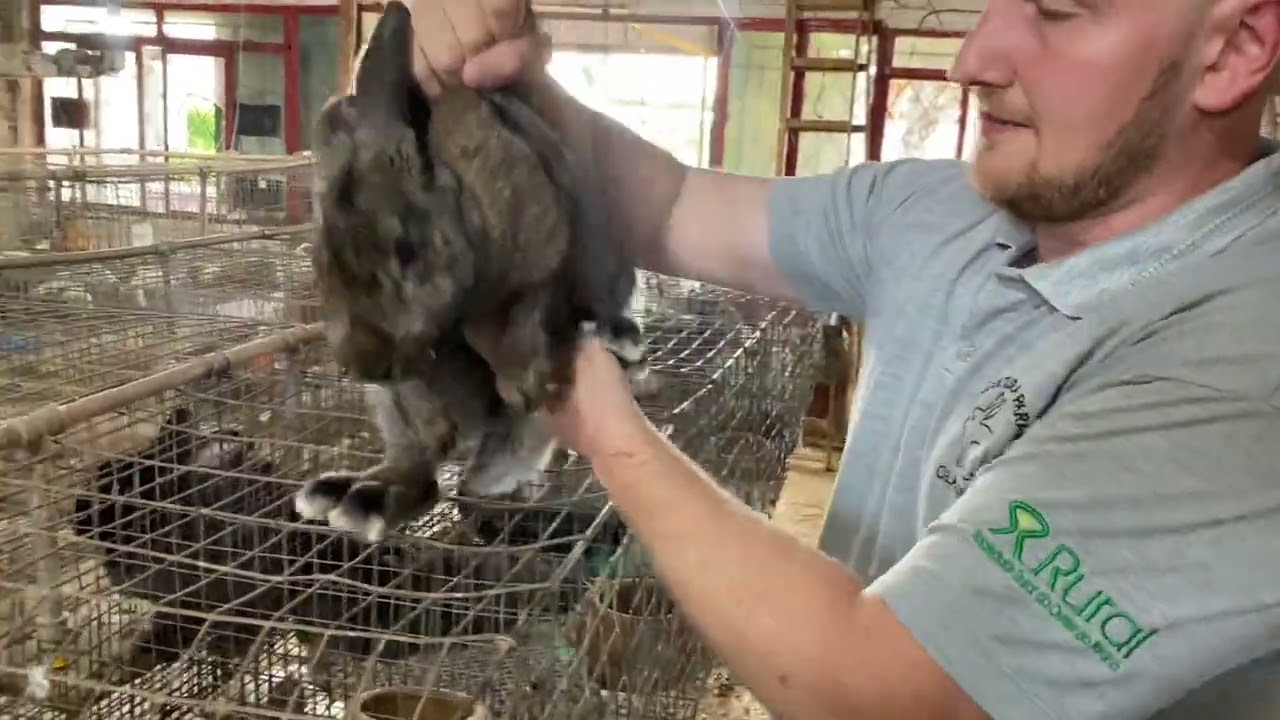 DISPONÍVEIS 06/11/2023 - Cunicultura Paraná