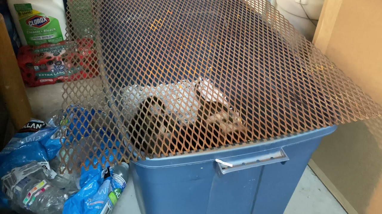 Starting a Cali outdoor grow