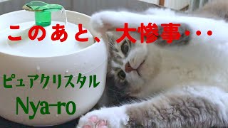 猫用給水器「ピュアクリスタルニャーロ」どうしてずっと水が出てくるの？
