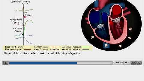 Clinical Learning - Cardiovascular System