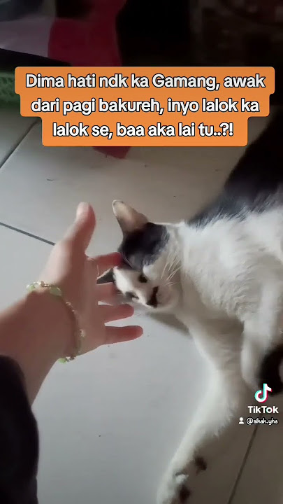 Dima hati ndk ka gamang #fyp #laguminang
