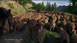 Le berger Nans Mingeaud dans les Alpes Maritimes