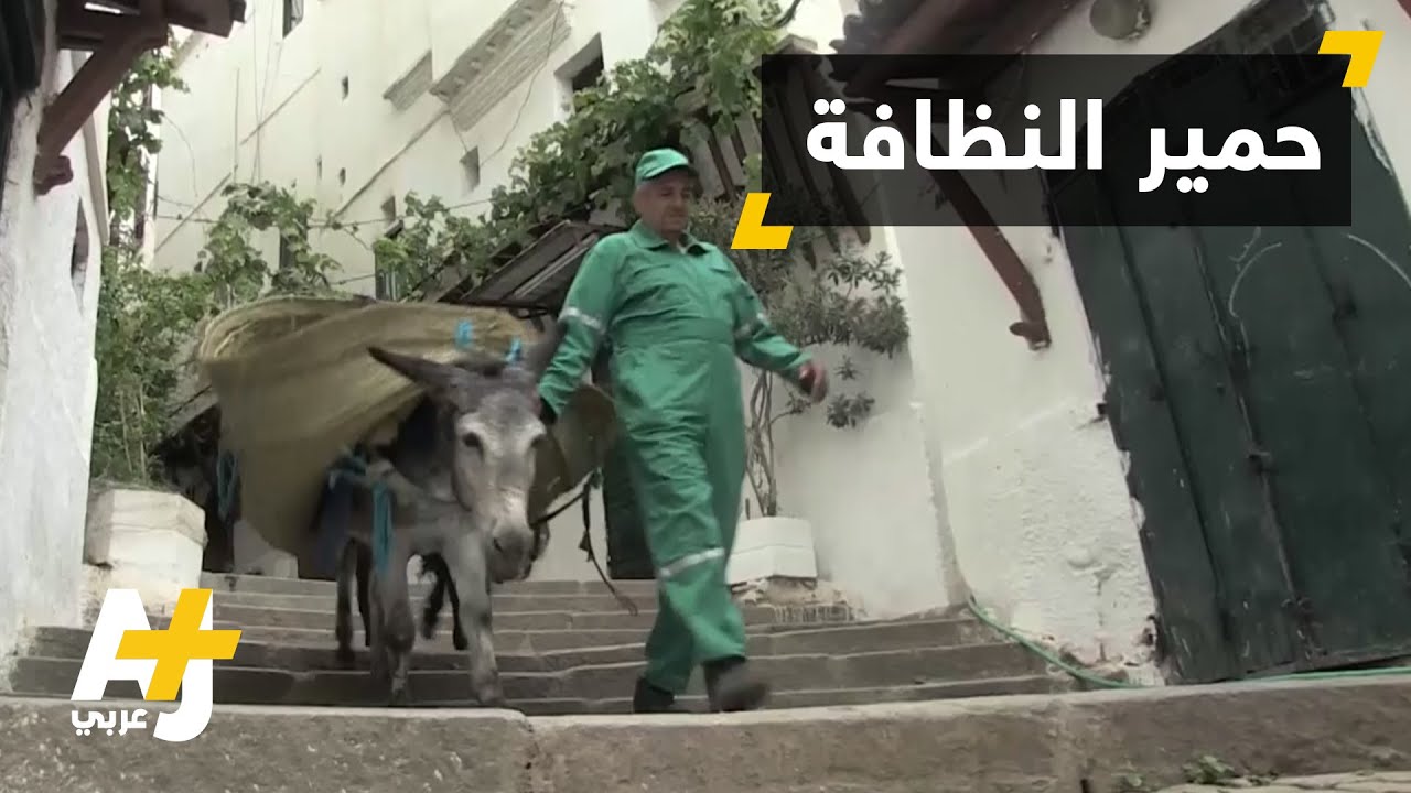 الحمير تعمل في النظافة بالجزائز