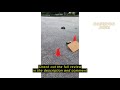 Review HOMETALL Remote Control Car Off-Road Pick-up Truck, 4WD Amphibious RC Trucks Toy RC Cars for