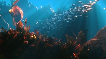 P1 "Turtle" a Blender Animation