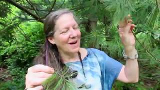 Plant Medicine Series: White Pine
