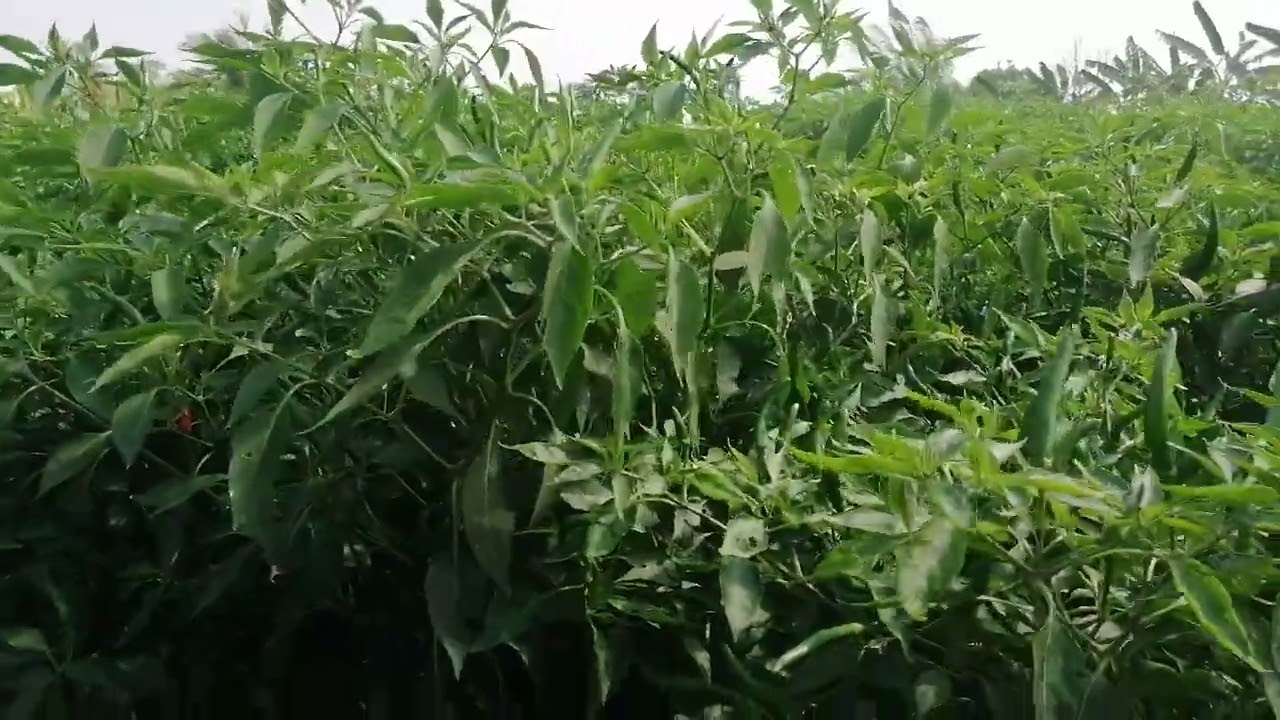 วิธีชีวิตอิสาน#บ้านเฮาอยู่ไฮ่อยู่สวานพริก#