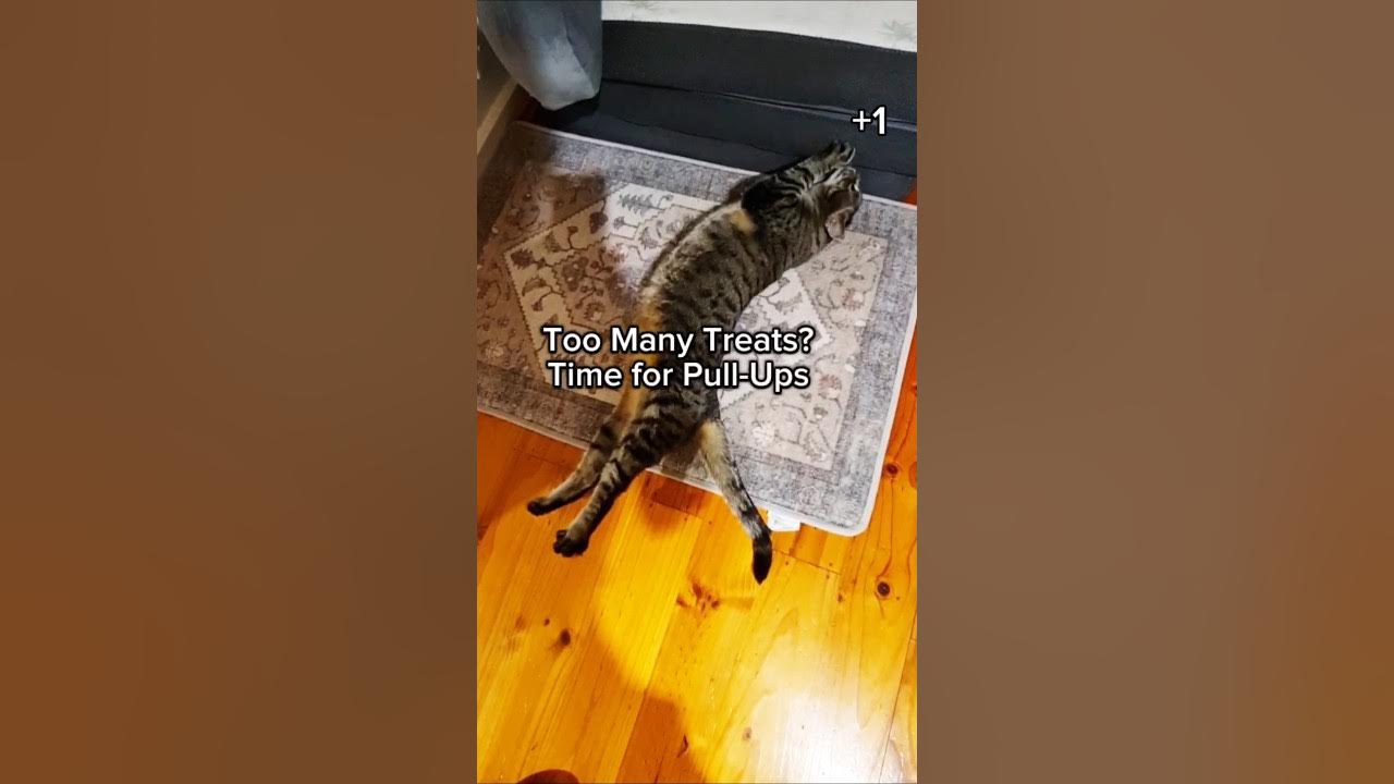 I'm so full after too many treats!! Let's do some pullups! trendsong