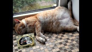 Felicat. Корм для кошек из Белоруссии... Felicat. Корм для кошек из Белоруссии...