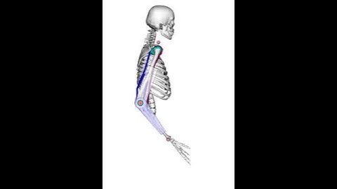 Arm with Exoskeleton OpenSim