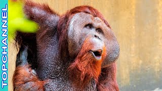 3 Especies de orangután más increíbles
