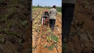 Farmers harvest taro, a popular plant with a soft texture when steamed screenshot 5