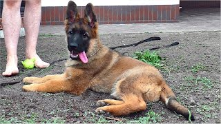 Active and funny German Shepherd puppy 3 months. Wolf color.