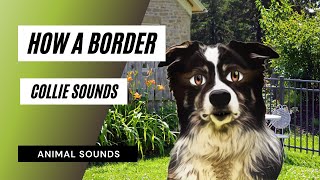 Latido de border collie Clearance
