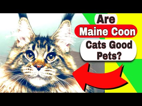 Videó: Milyen Előnyei Vannak A Maine Coons-nak