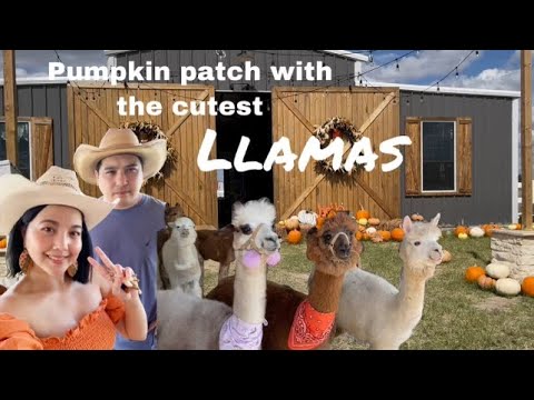 Alpaquita Ranch || Pumpkin Patch || Raymondville Texas