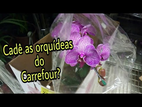 Cadê as orquídeas do Carrefour? - thptnganamst.edu.vn