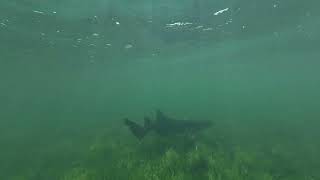 Chasing a small shark around in the Keys