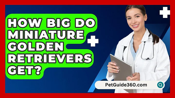 How Big Do Miniature Golden Retrievers Get? - PetGuide360.com