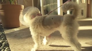 Coyote Attacks Family Dog