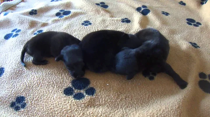 Puppies