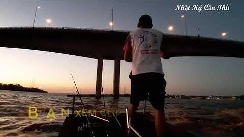 Câu cá ngát khủng dưới trụ cầu Hàm Luông Bến Tre cá ben cần liên tục | Dân Miền Tây