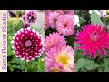 Dahlia Flowers Plants |  Dobbies Garden Centres 2021 UK