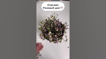 Каллизия Бьянка, стрижка