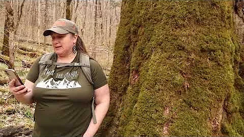 Hiking The Joyce Kilmer Memorial Forest in Robinns...