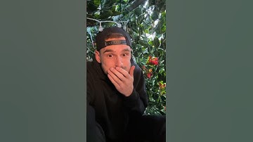 Levende struik prank!🌳