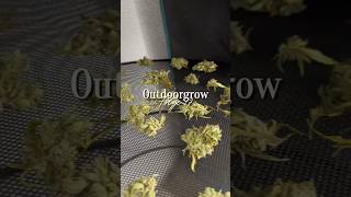 🥦 Ernte vernichtet 🫣 Outdoorgrow Folge 17