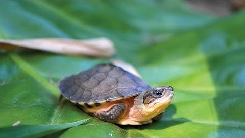 Helping Endangered Species In Our Backyard