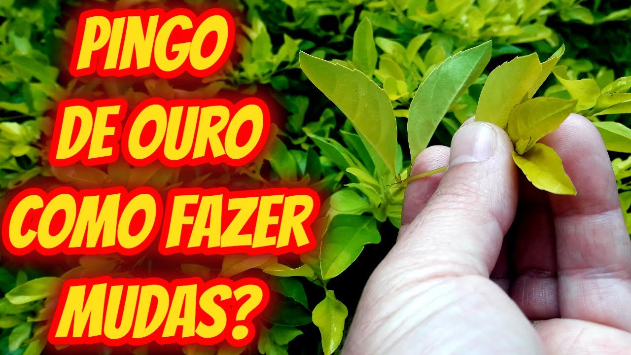 Cerca Viva Pingo De Ouro Dica De Como Fazer Mudas Com Estacas