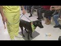 Military Vets Get New Service Dogs Trained By Inmates Military Vets Get New Service Dogs Trained By Inmates