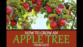 How to Grow an Apple Tree from Seed