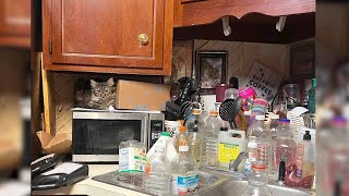 Animal shelter asks for help after at least 50 cats, kittens rescued from Hendersonville home