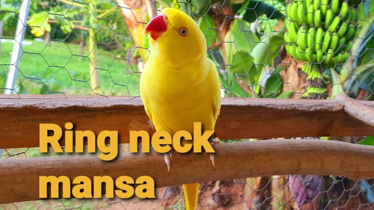 Como é ter um ring neck de estimação! YouTube