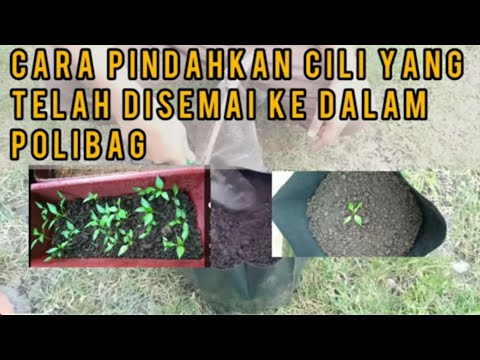 Video: Menanam Anak Benih Lada Manis