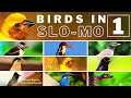 Slow motion of birds  part 1  winged beauties  dr  lokesh tamgire