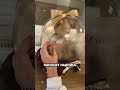 Оригинальный подарок в шаре с игрушкой внутри,вы бы подарили такой?#бизнес #бизнесидеи #шар #игрушка