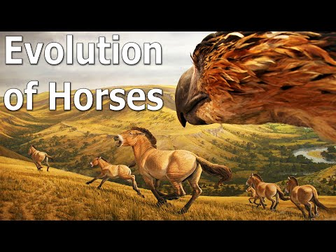 Video: About Horses Or Non-evolution Of A Horse - Alternative View