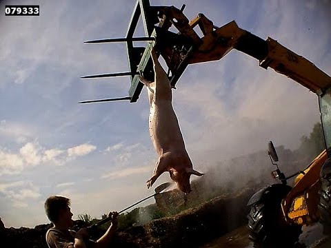 Harling Farm exposed | Inside the British Pork Industry