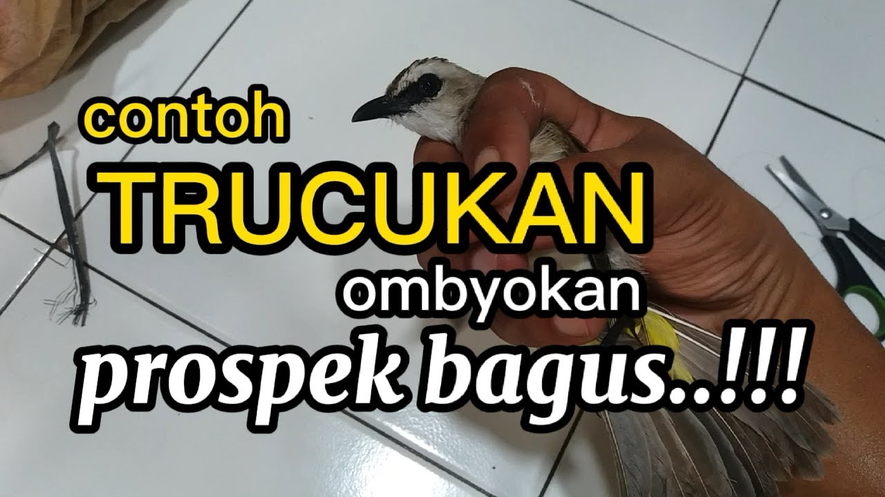 Contoh burung trucukan ombyokan yang prospek bagus !!!