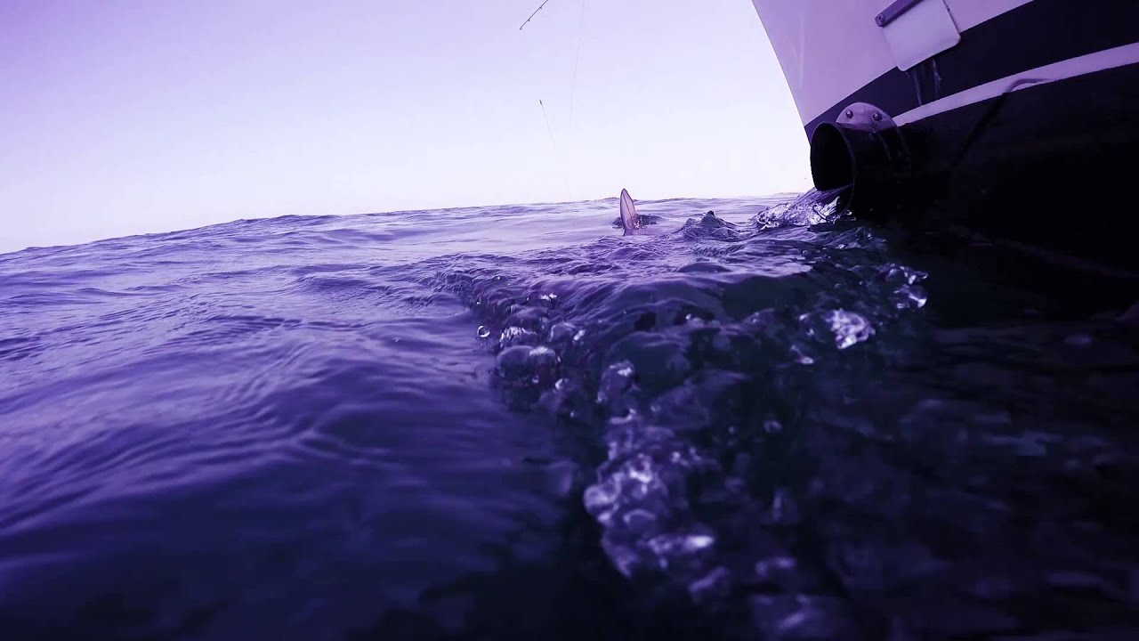 Shark Fishing Trip 2015. 1080p 60fps HD